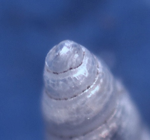 Odostomia conferma specie